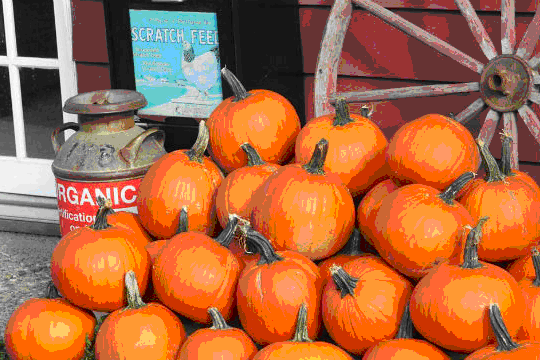 Pumpkins at the Mount Pleasant Farmers Market | Facebook photo